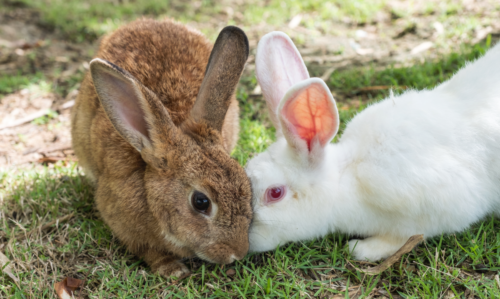 Doit-on couvrir la cage de son lapin la nuit ?