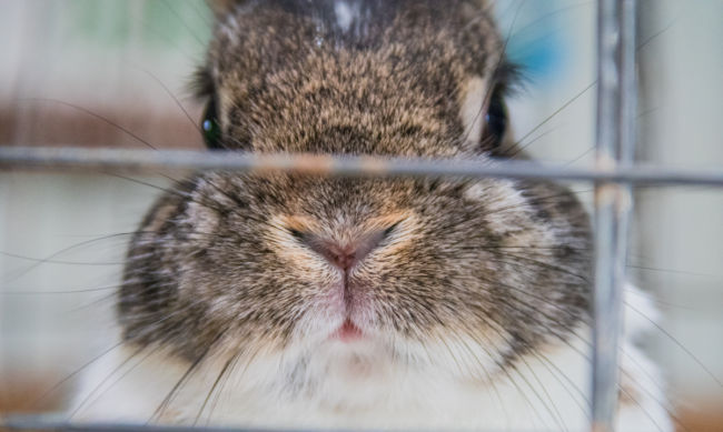 Doit-on couvrir la cage de son lapin la nuit ?