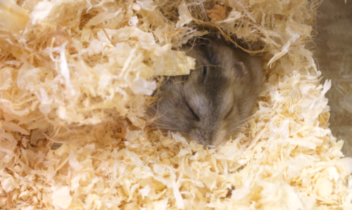 un hamster qui dort dans en boule dans sa litière