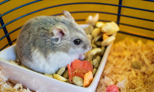 un hamster qui se tient dans son bol de nourriture