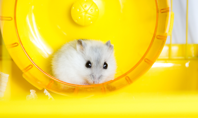 un hamster qui joue dans une roue pour hamsters