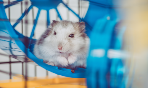 un hamster qui se repose dans sa roue pour hamster