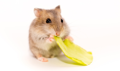 Photo d'un hamster mangeant de la nourriture pour rongeurs, un légume, de la salade