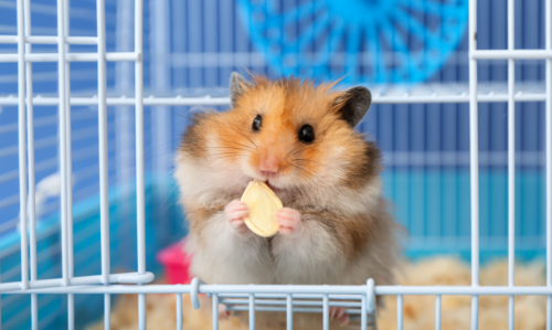 Photo d'un hamster mangeant de la nourriture pour rongeurs, une graine