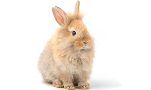 un lapin domestique assis sur un fond blanc