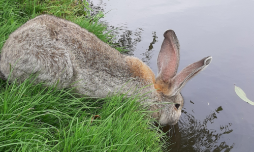 lapin qui boit de l'eau après avoir mangé de la nourriture pour lapin