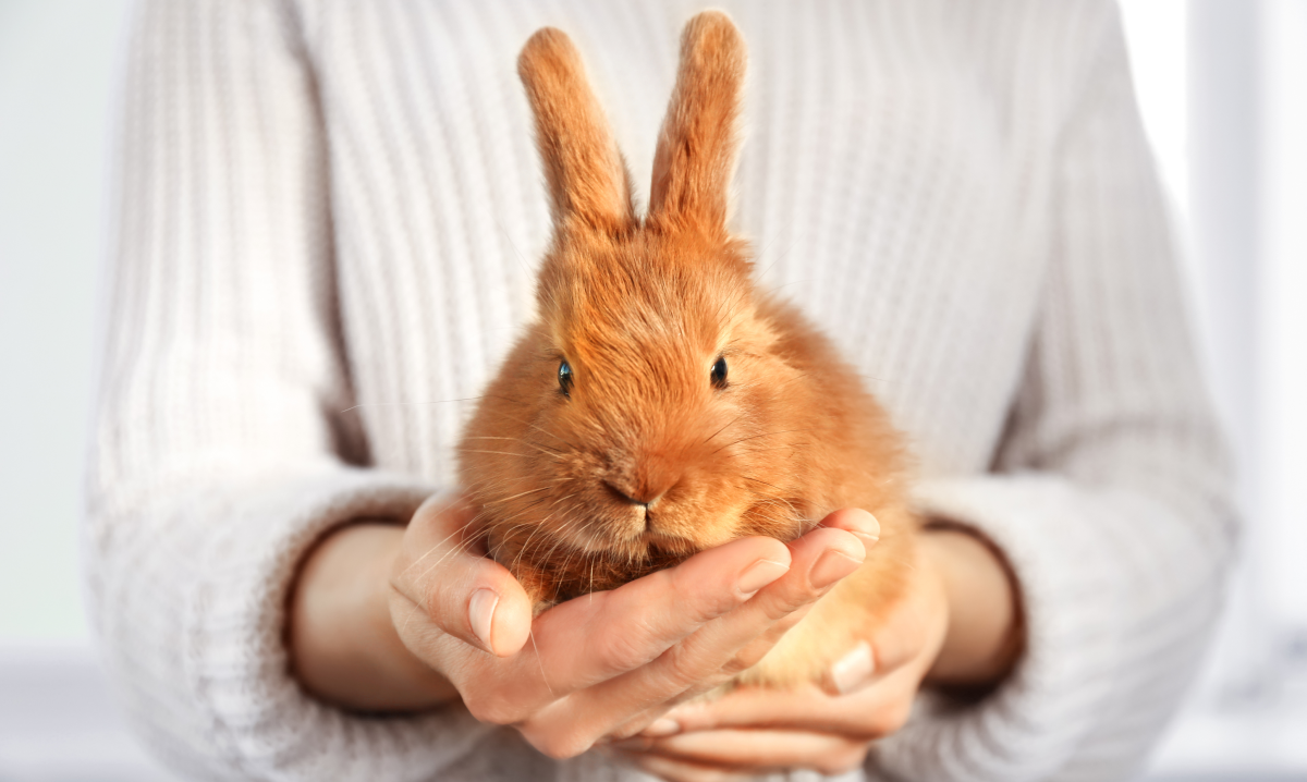 lapin_et_son_proprietaire Comment réussir l'aménagement de la cage de son lapin ?