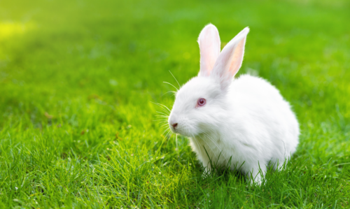 Comment réussir l'aménagement de la cage de son lapin ?