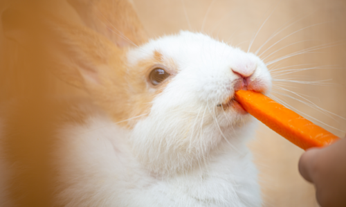 Photo d'un lapin qui mange de la nourriture pour rongeurs, une carotte