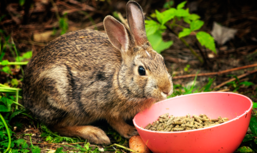 lapin qui mange de la nourriture pour lapin dans une gamelle, des granulés