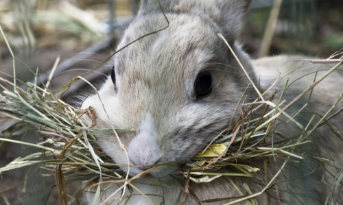 lapin qui mange de la nourriture pour lapin, du foin