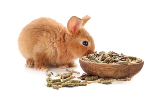 Un lapin qui mange de la nourriture pour rongeurs, des granulés