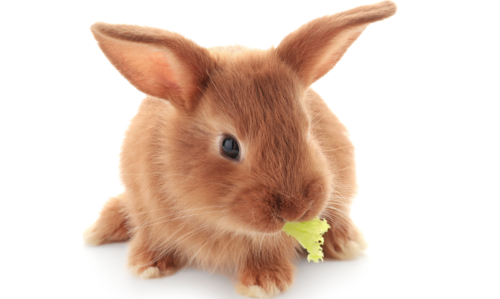 lapin qui mange de la nourriture pour lapin, de la salade