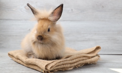 Comment réussir l'aménagement de la cage de son lapin ?