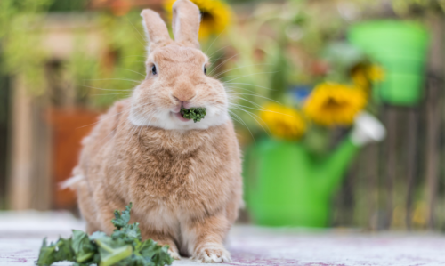 Comment réussir l'aménagement de la cage de son lapin ?