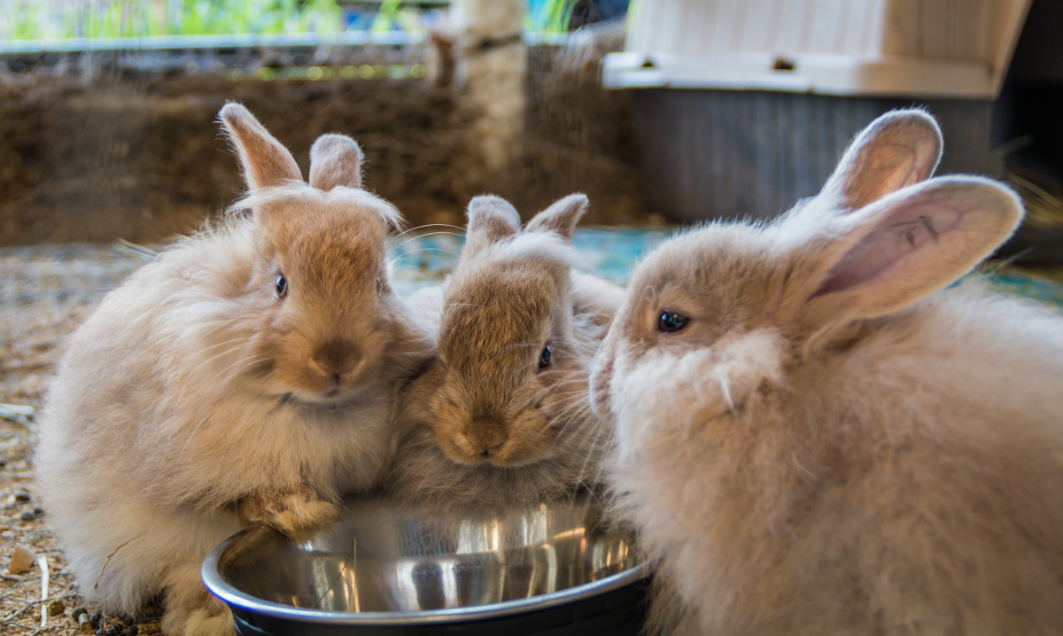 Des lapins qui mangent de la nourriture pour lapins Photo de lapins mangeant dans une gamelle de la nourriture pour lapin