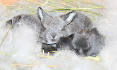 Comment réussir l'aménagement de la cage de son lapin ?