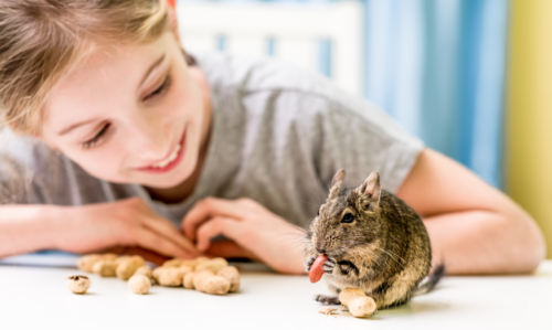 un octodon domestique