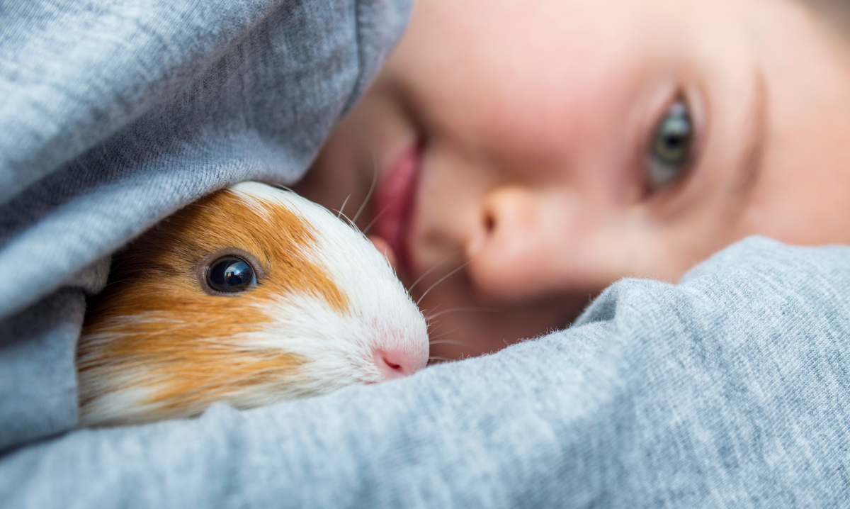 quel-rongeur-choisir un cochon d'Inde en train de câliner son maître