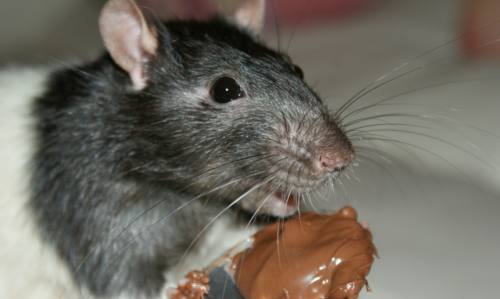 Photo d'un rat mangeant de la nourriture pour rongeurs beaucoup trop sucrée, de la pâte à tartiner