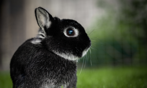 lapin nain qui mange des granulés pour faire ses dents