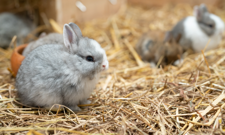 lapin nain qui va manger du foin d'user correctement ses dents