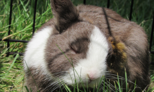lapin nain qui ronge des jouets pour faire ses dents