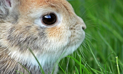 lapin nain dont les dents sont régulièrement vérifiées pour éviter une malocclusion