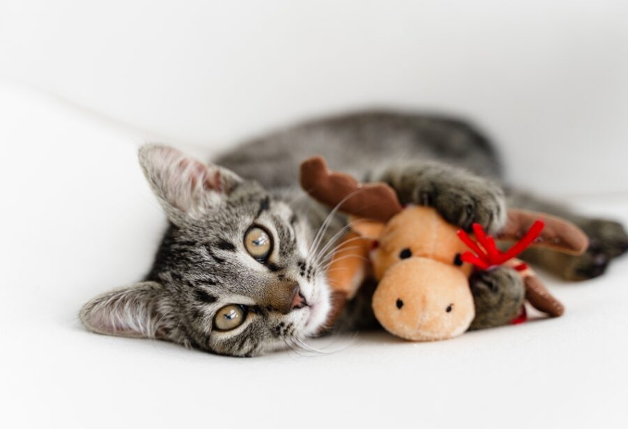Chat gris couché qui tient un jouet pour chat en peluche entre ses pattes