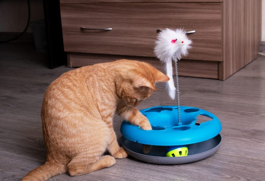 Chaton roux qui joue avec un jouet interactif bleu