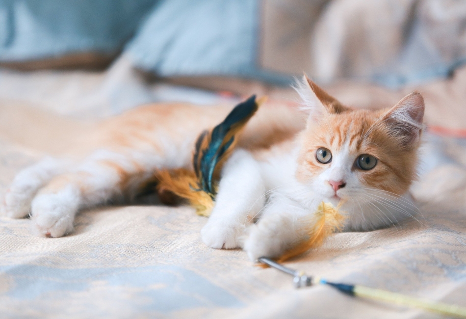 Chaton-jouet-plumes Chaton blanc et roux qui tient un jeu à plumes