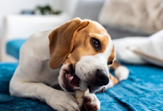 Beagle qui mange un snack pour chien
