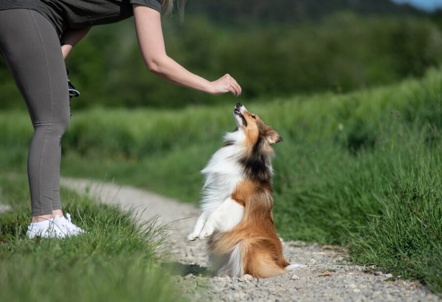 Femme qui tend une friandise à un chien au dressage