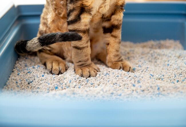 Pattes de chat dans un bac à litière bleu