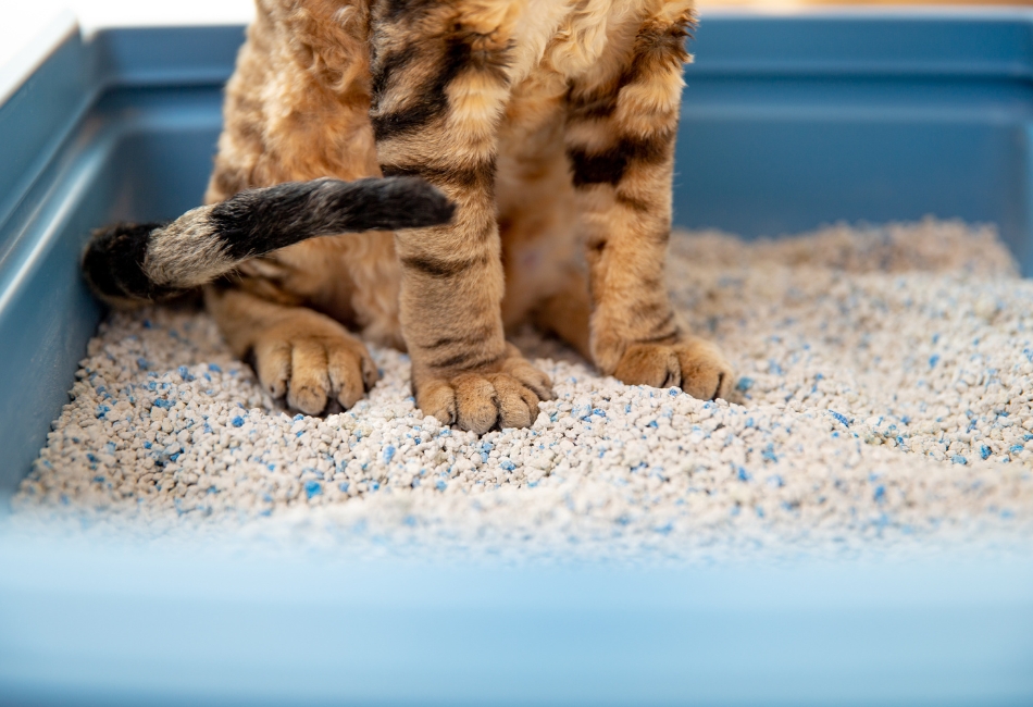 Chat-bac-litière Pattes de chat dans un bac à litière bleu