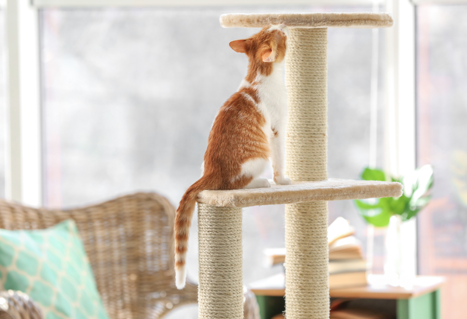 Arbre-de-jeu-pour-chat Chat roux et blanc assis sur son arbre à chat