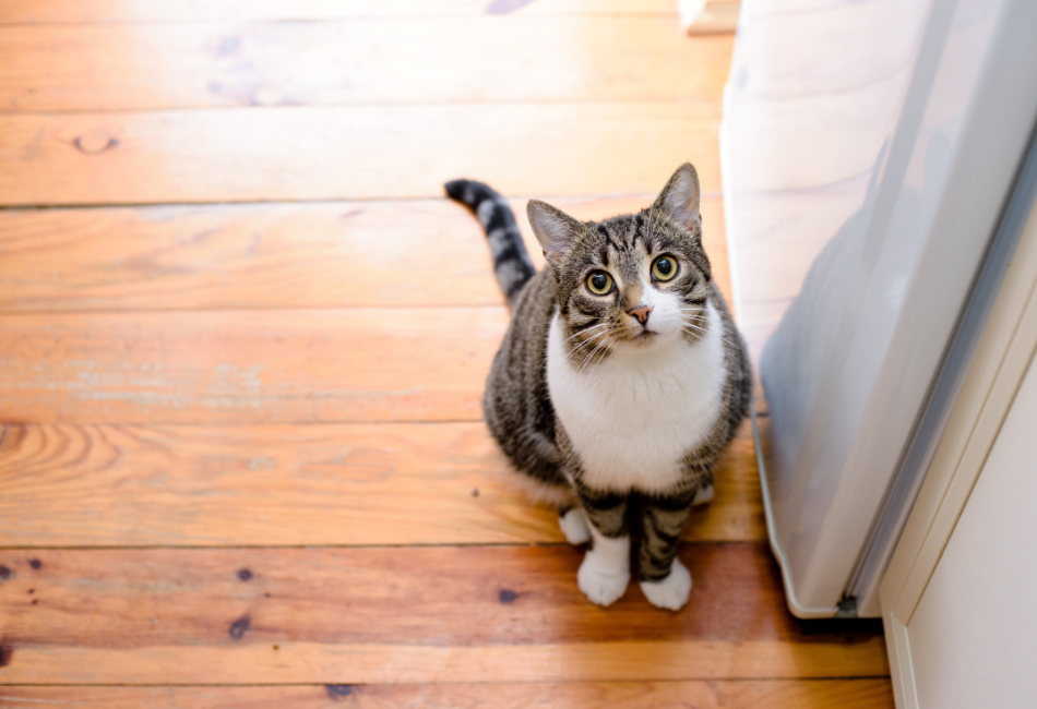 Chat-à-la-maison Chat tigré qui attend assis sur du parquet