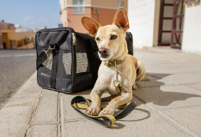 Chien-avec-panier-transport chien couché près de son panier de transport avec les pattes sur sa laisse