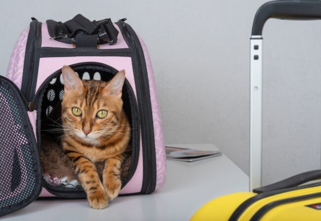 Chat-en-voyage Chat roux dans une caisse de transport à côté d'une valise jaune