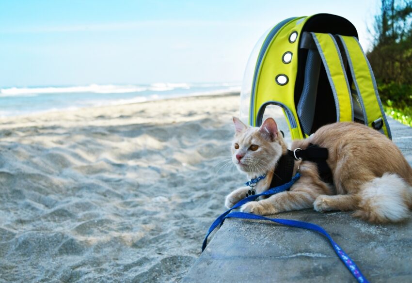 Chat roux en laisse sur la plage à côté d'un sac à dos de transport jaune