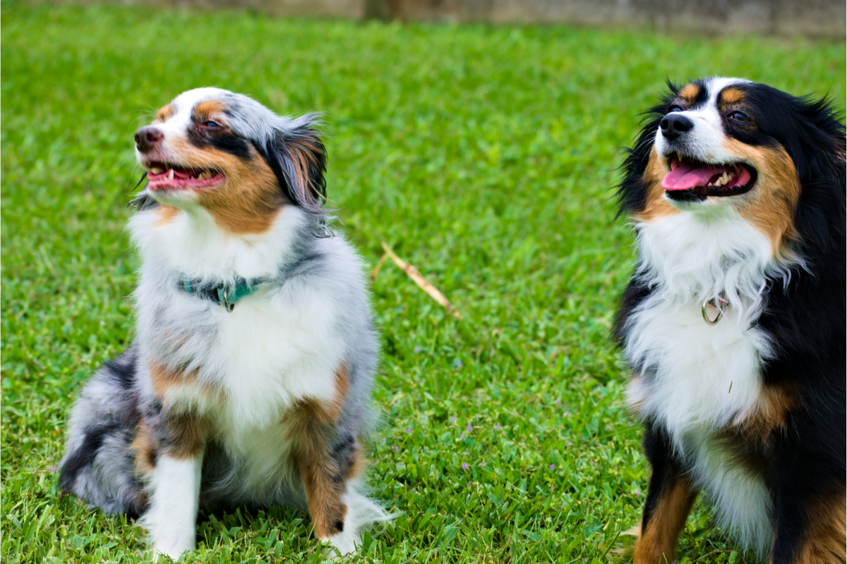 Chien mâle ou femelle comment choisir