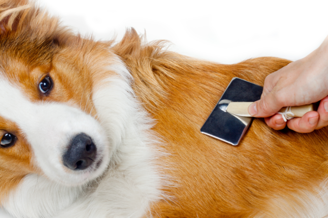 remedes-poils-chien Un chien qui est en train de se faire brosser les poils pour le nettoyer