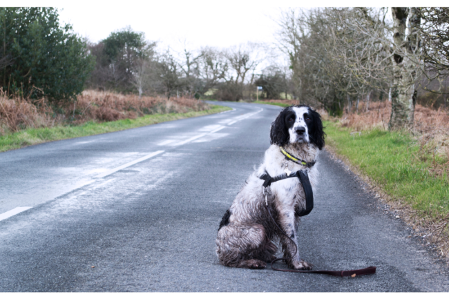 chien-perdu Un chien blanc et noir avec un collier qui semble perdu le long d'une route