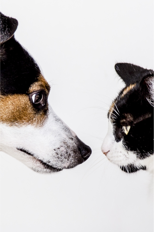 races-incompatibles-chien-chat Un chien et un chat qui se touche presque le museau