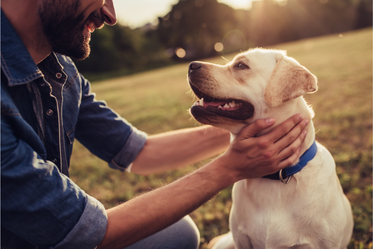 osteopathe-chien Un homme met ses mains autour du cou d'un chien Labrador Retriever