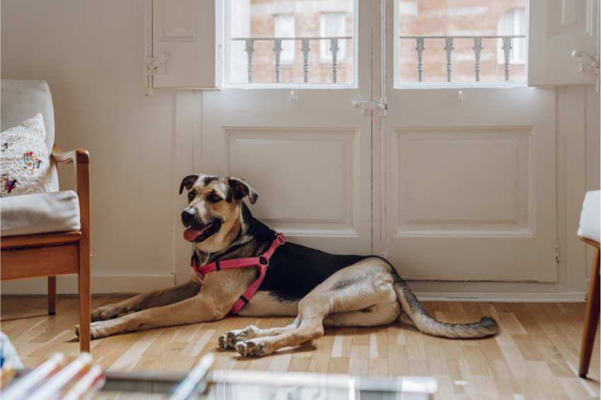 Un chien de moyenne taille, couché près d'une porte dans un appartement