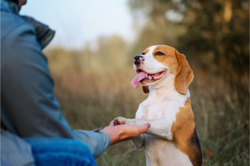 Un chien brun et blanc qui donne la patte à son maître