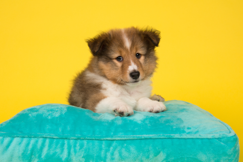 chien berger shetland assis sur un coussin vert