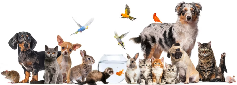 chiens, chats, rongeurs, oiseaux heureux