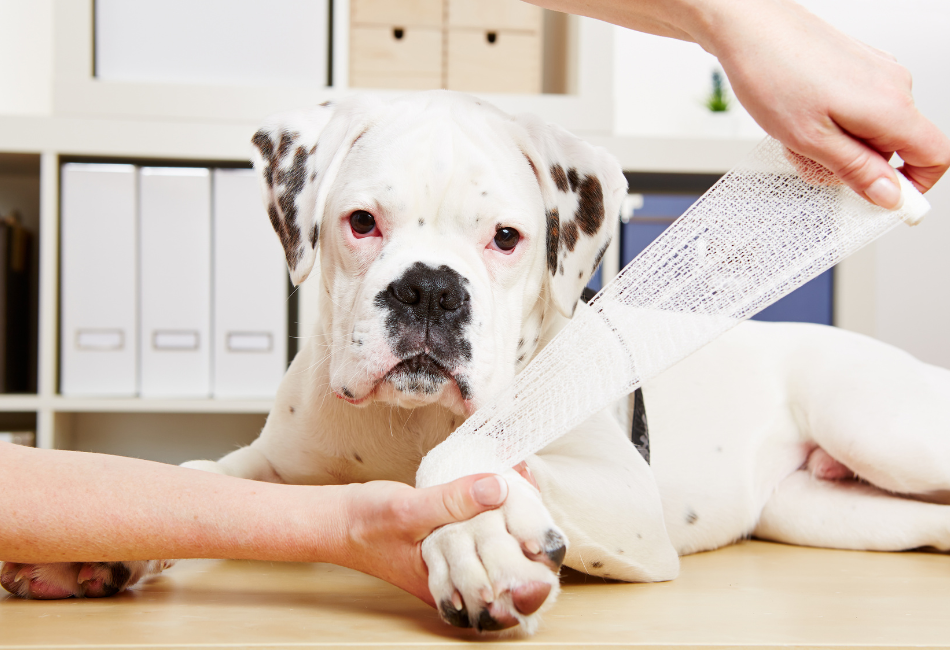 Bandage-pour-chien Chien blanc à qui on enroule un bandage autour de la patte avant